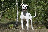 DOGUE ARGENTIN 049